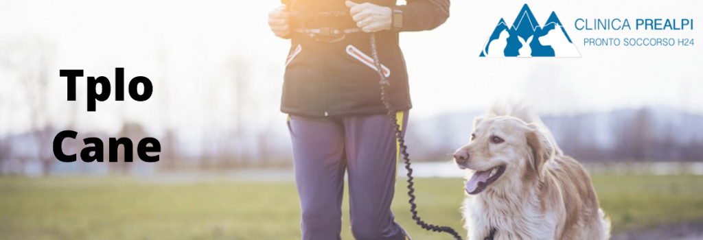 tplo cane