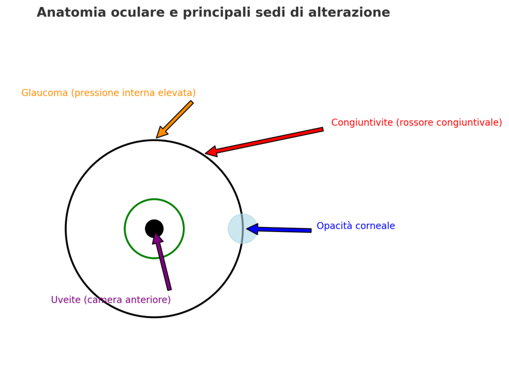 anatomia oculare cane