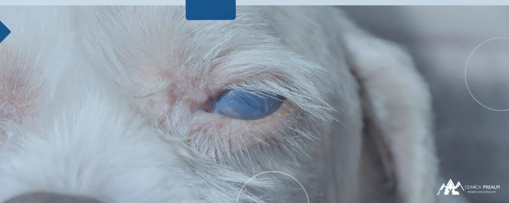 cataratta cane anziano
